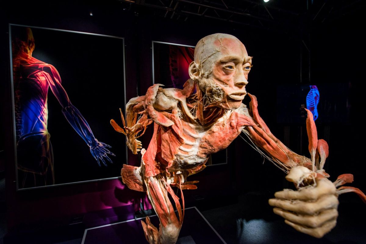 expozitia our body