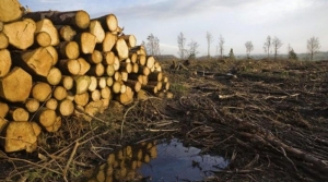 Greenpeace organizeaza o tabara pentru protejarea padurilor virgine din Romania