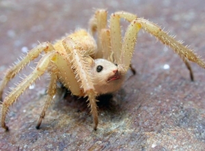 Sa ne amuzam cu animale photoshopate :)