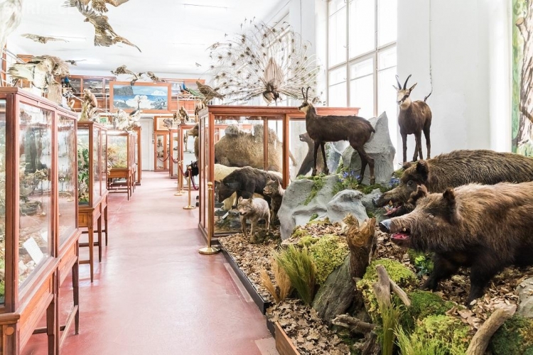 Muzeul Zoologic isi deschide portile la Cluj, acesta gazduieste unele dintre cele mai vechi colectii din tara